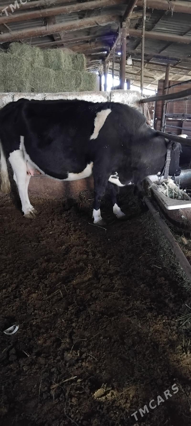 GIBRID AGYR BOGAZ SYGYR - Анев - img 2