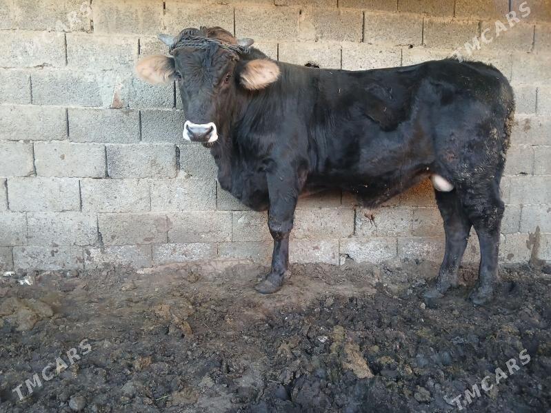 swes howurluk arginal - Ашхабад - img 2