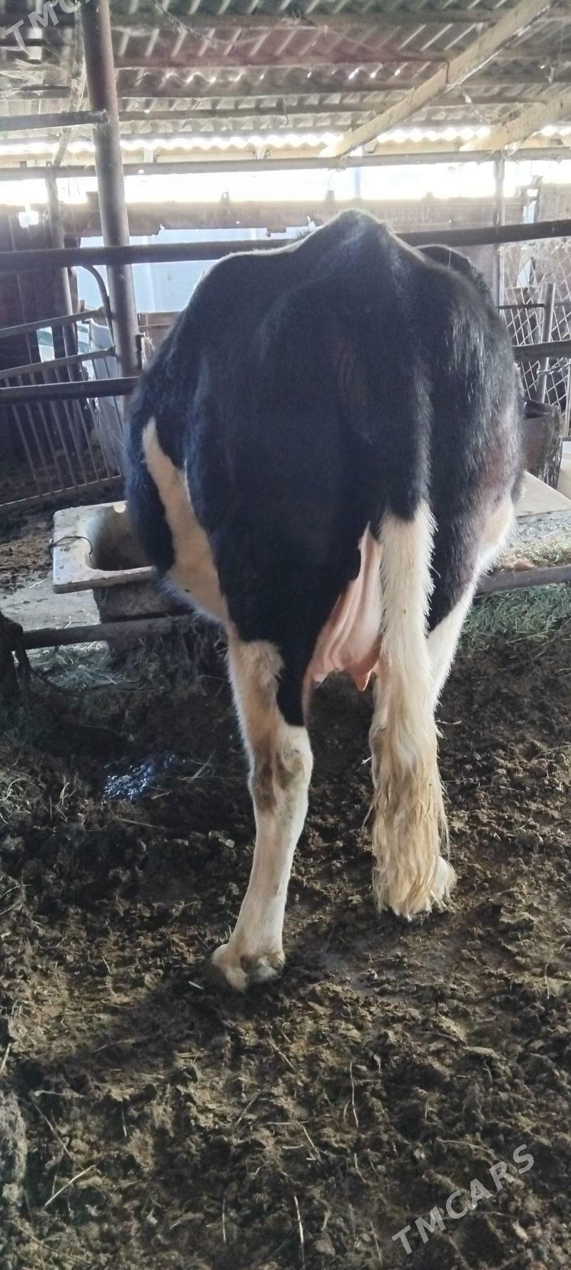 GIBRID AGYR BOGAZ SYGYR - Анев - img 4