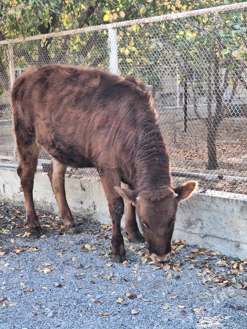 tuwe - Гызыларбат - img 2