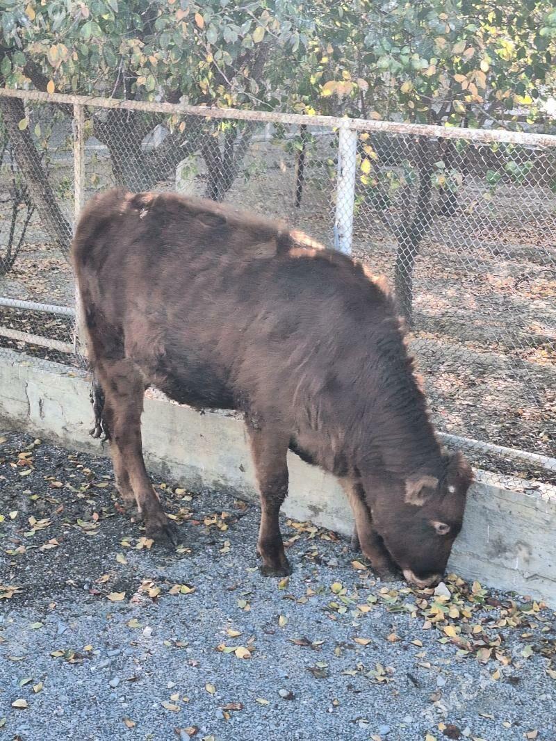 tuwe - Гызыларбат - img 3