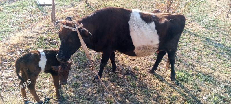 saglyk mal - Туркменабат - img 2