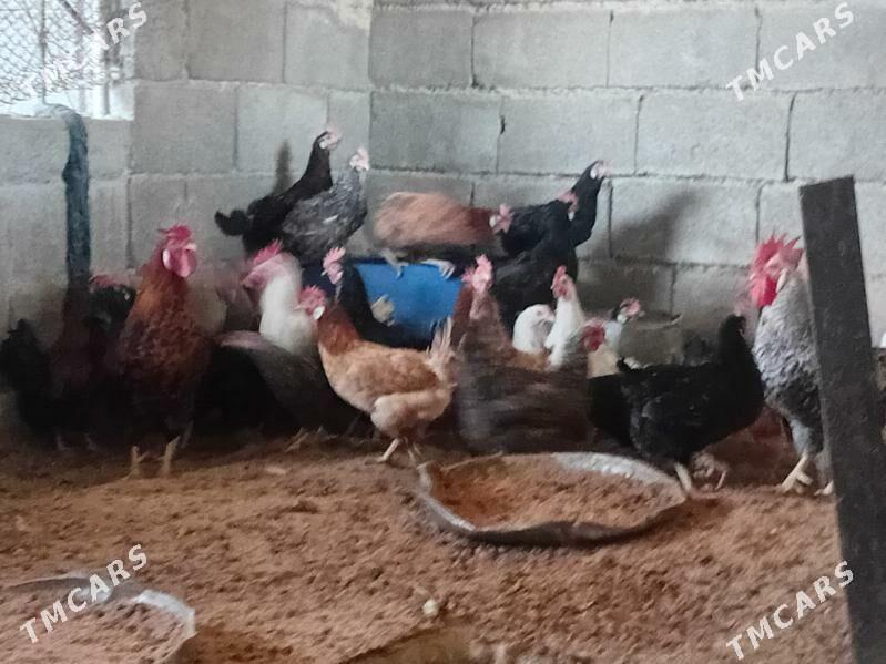 Towuk - Gökdepe - img 2