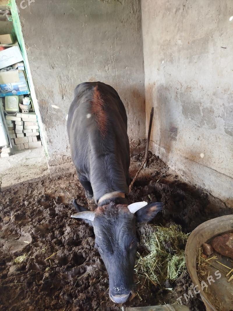 bakylan okuz - Сакарчага - img 3