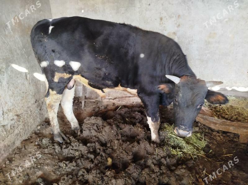 bakylan okuz - Сакарчага - img 2