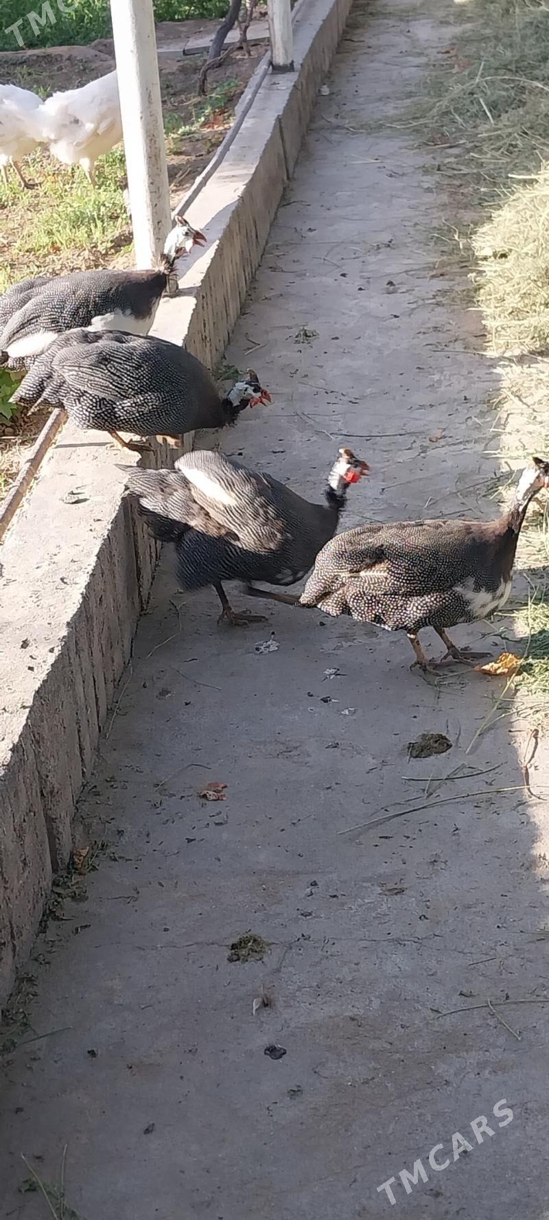 kakilik - Гёкдже - img 1