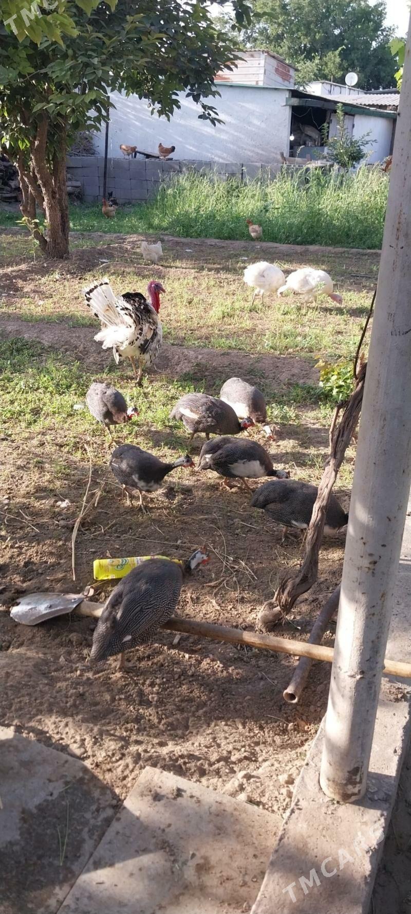 kakilik - Гёкдже - img 3