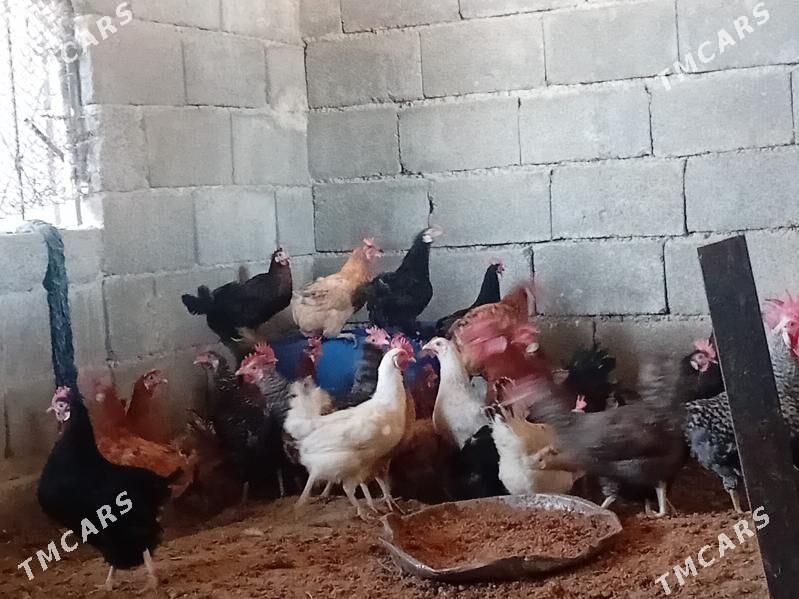 Towuk - Gökdepe - img 4