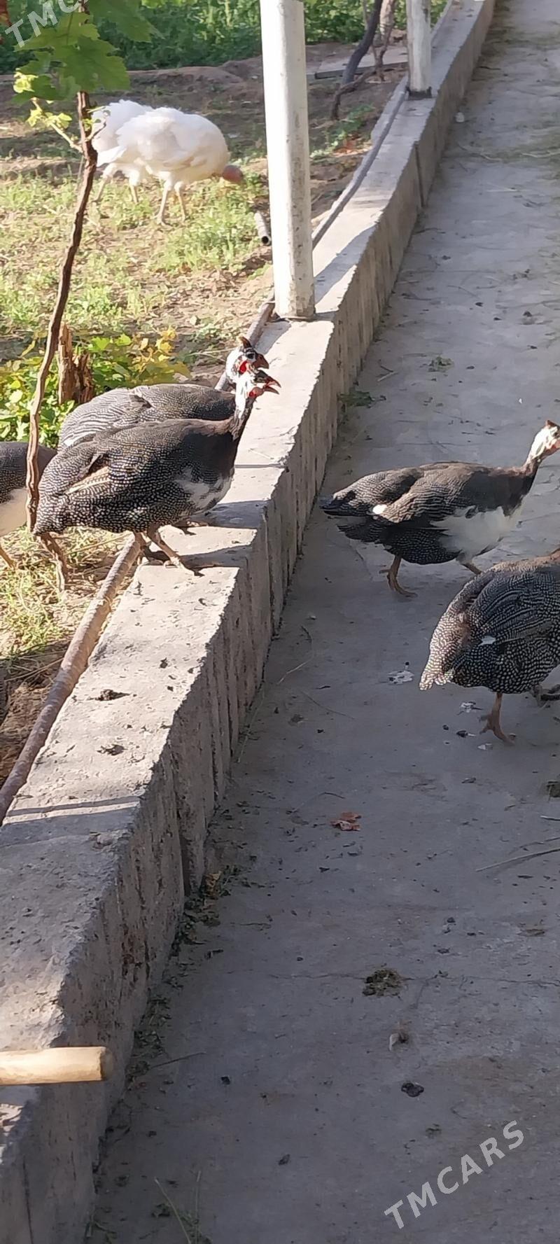 kakilik - Гёкдже - img 2