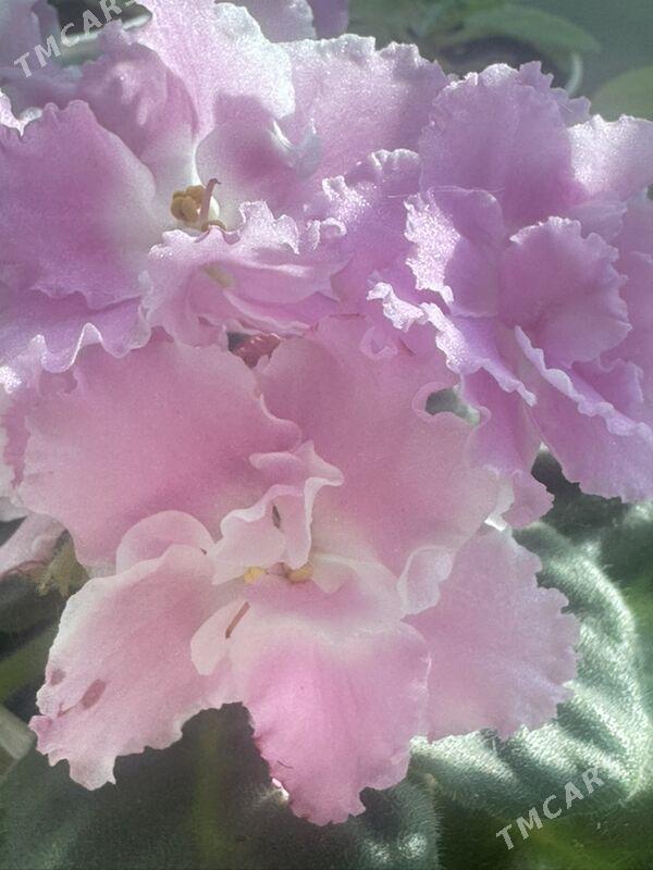 фиалки - Ашхабад - img 4