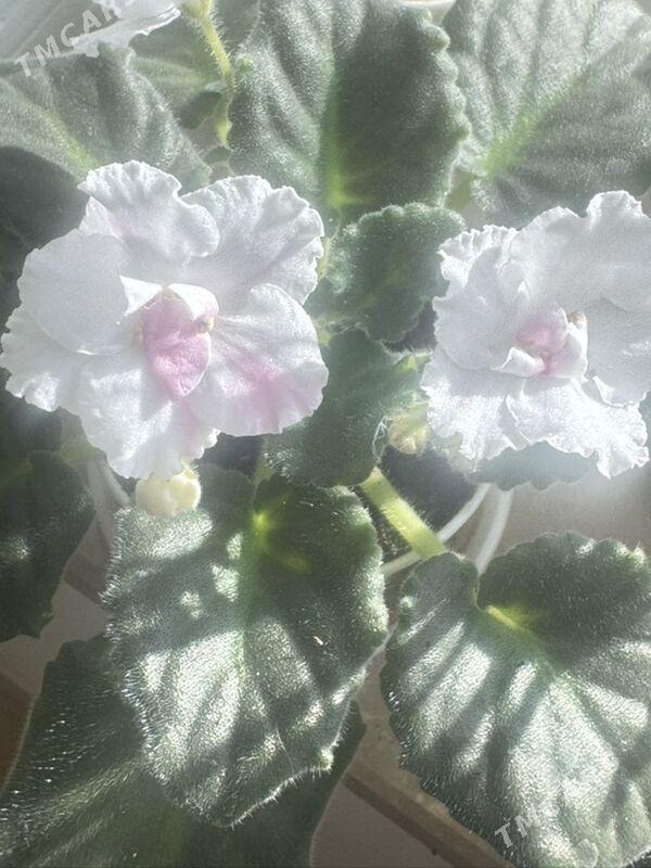 фиалки - Ашхабад - img 1