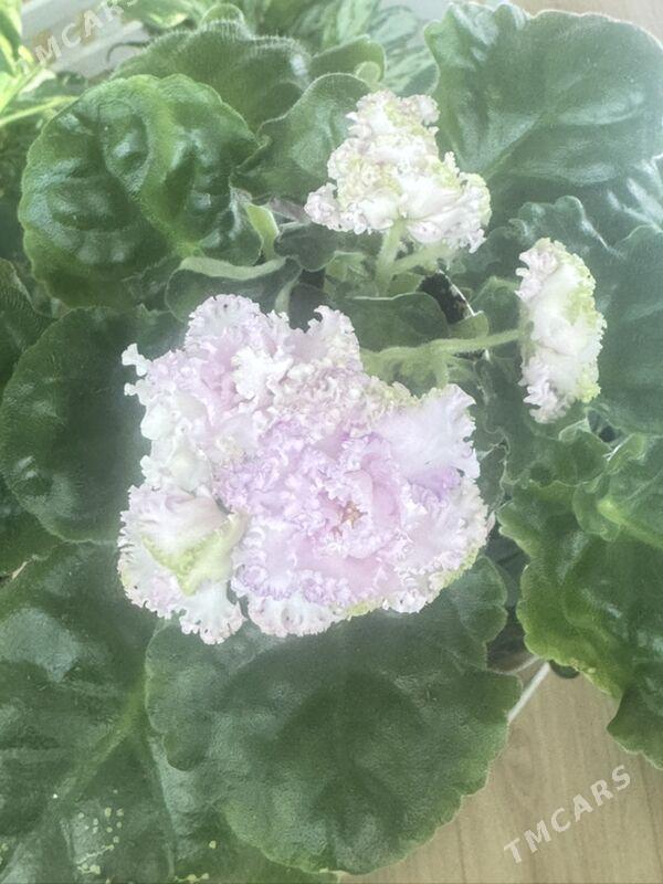 фиалки - Ашхабад - img 7