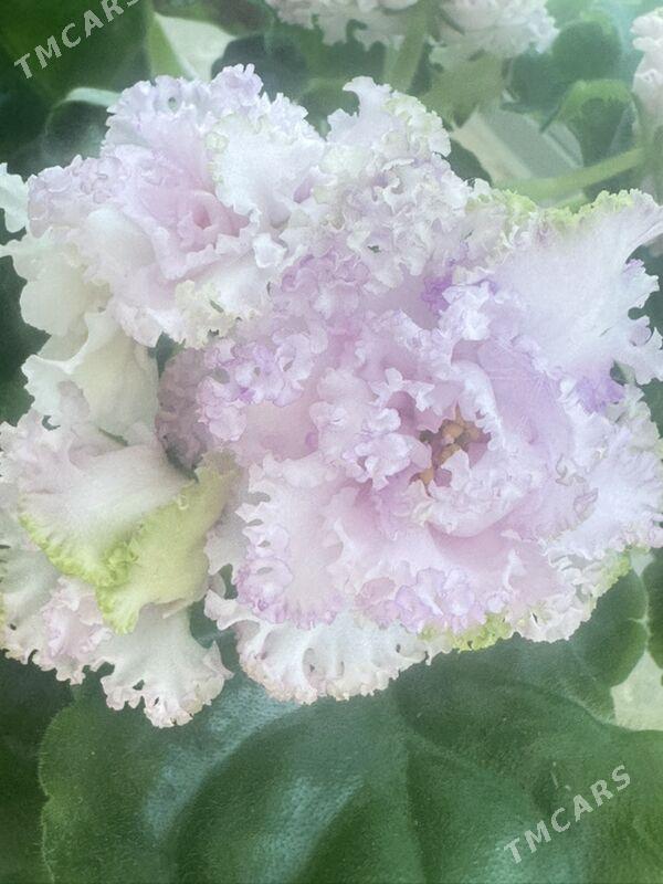 фиалки - Ашхабад - img 5