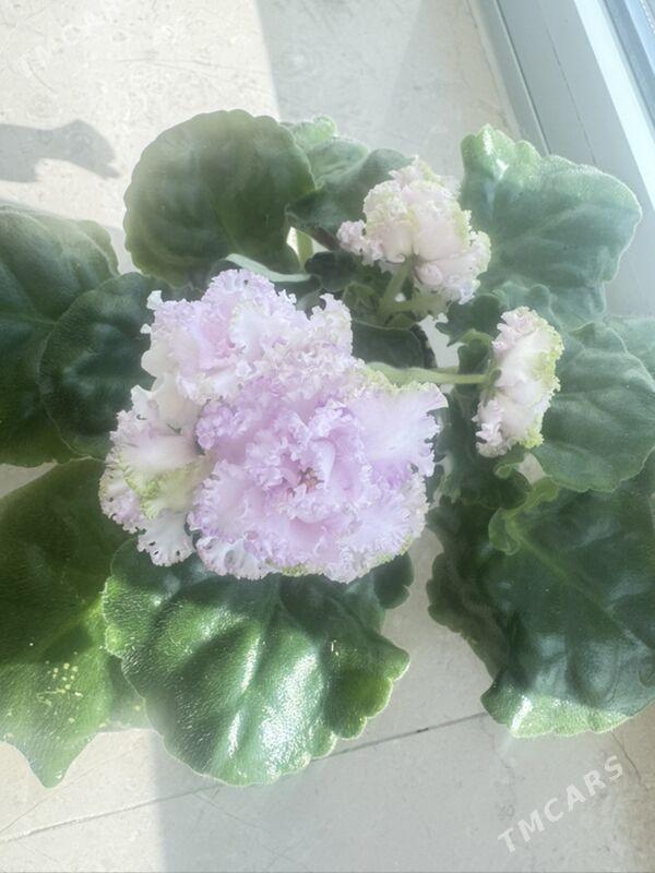 фиалки - Ашхабад - img 6