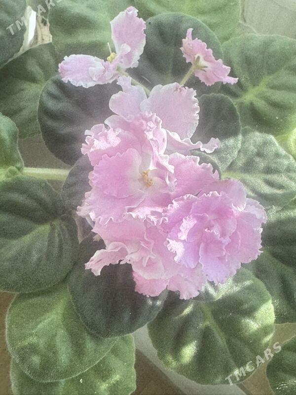 фиалки - Ашхабад - img 3