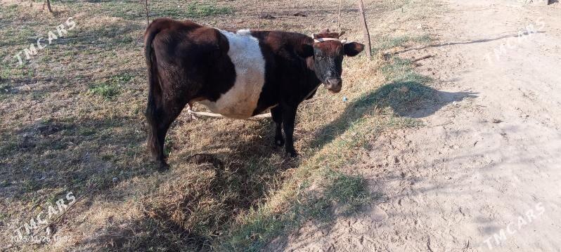 saglyk mal - Туркменабат - img 3