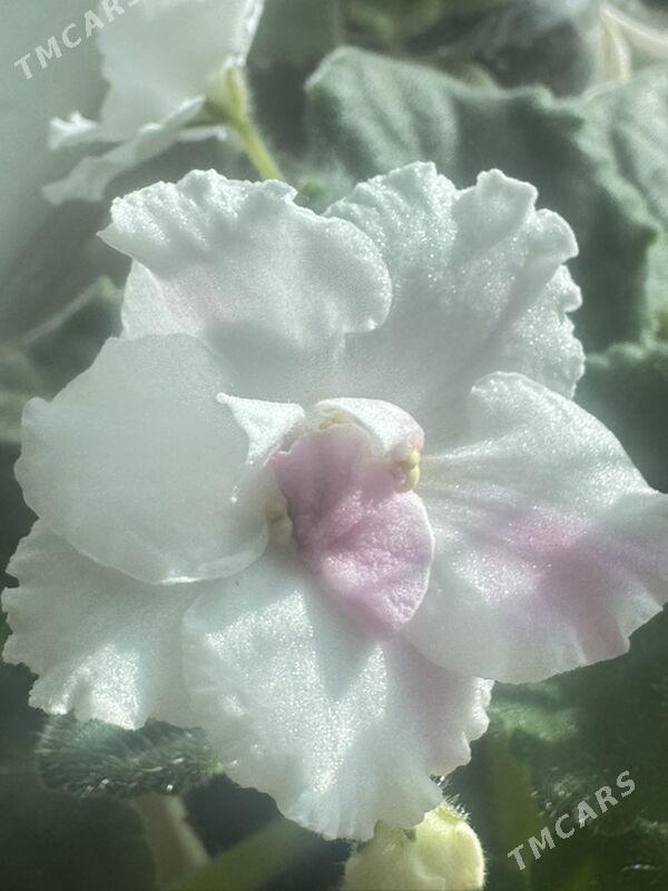 фиалки - Ашхабад - img 2