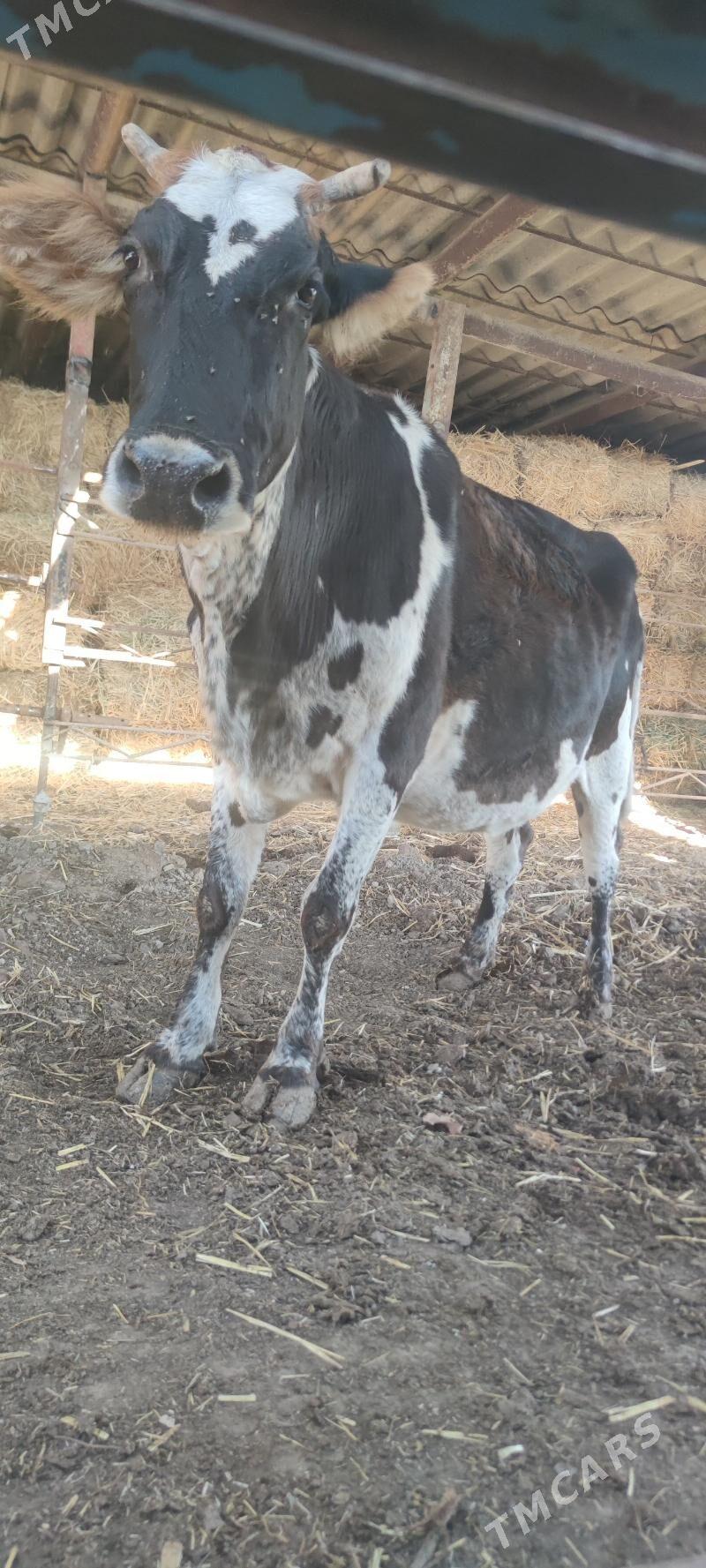 bogaz sygyr - Векильбазар - img 3