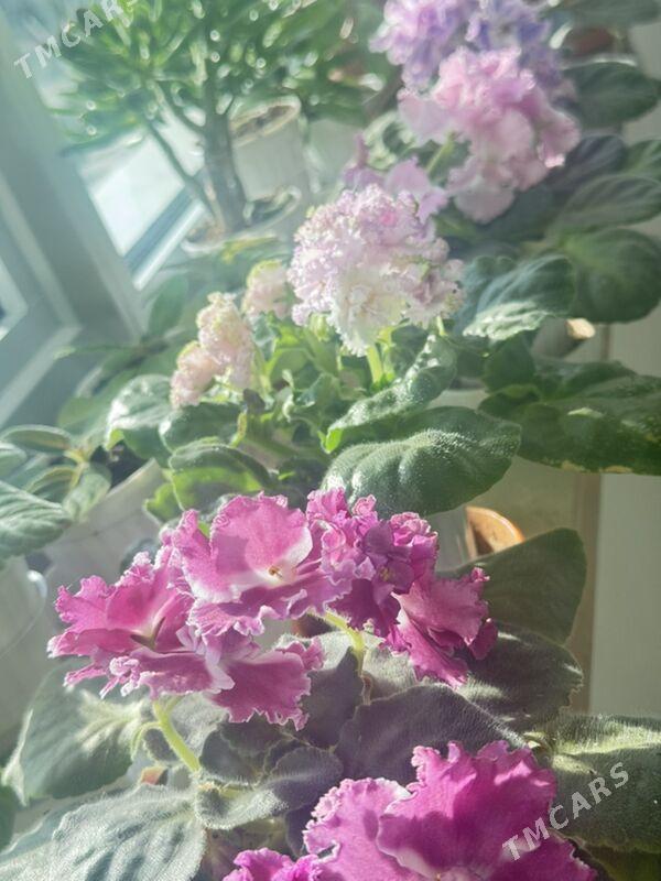 фиалки - Ашхабад - img 8