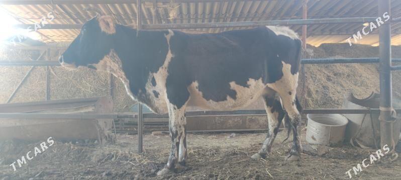 bogaz sygyr - Векильбазар - img 2