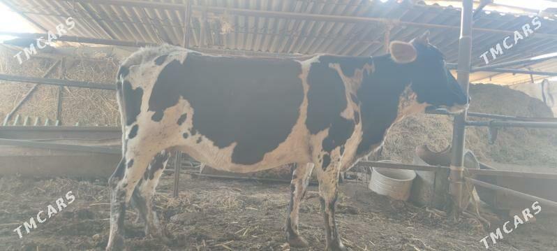 bogaz sygyr - Векильбазар - img 4