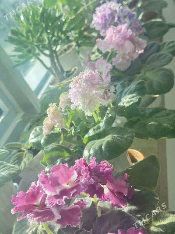 фиалки - Ашхабад - img 9