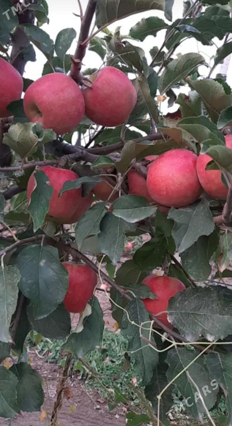 miweli nahallar - Büzmeýin - img 9