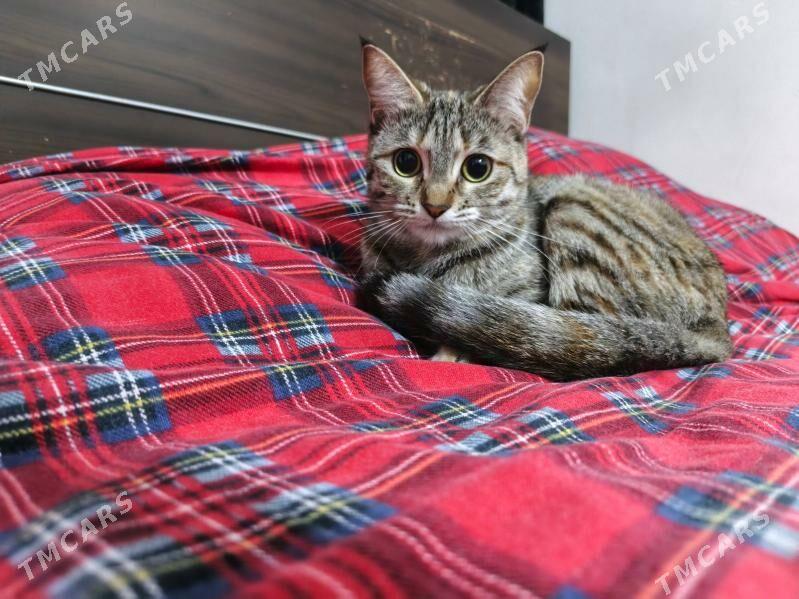 Кошечка в добрые руки - Ашхабад - img 3