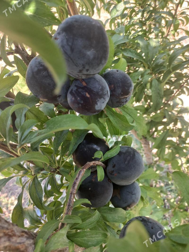 miweli nahallar - Büzmeýin - img 2