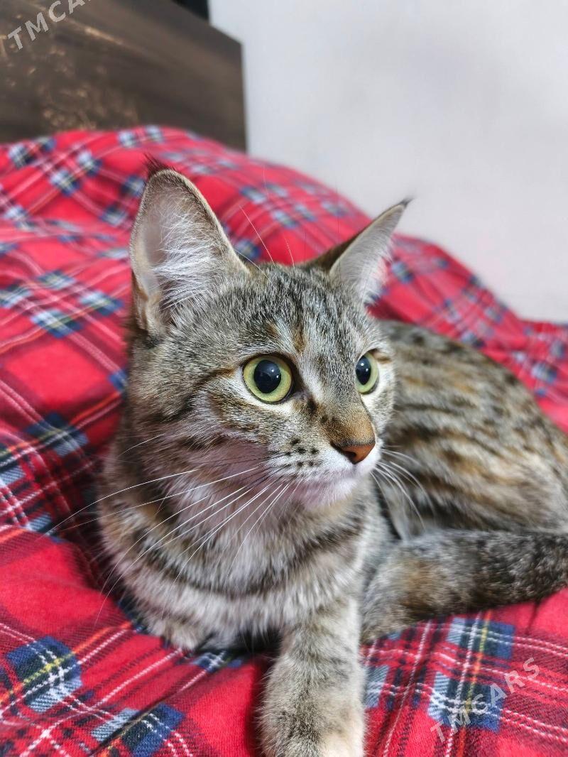 Кошечка в добрые руки - Ашхабад - img 1