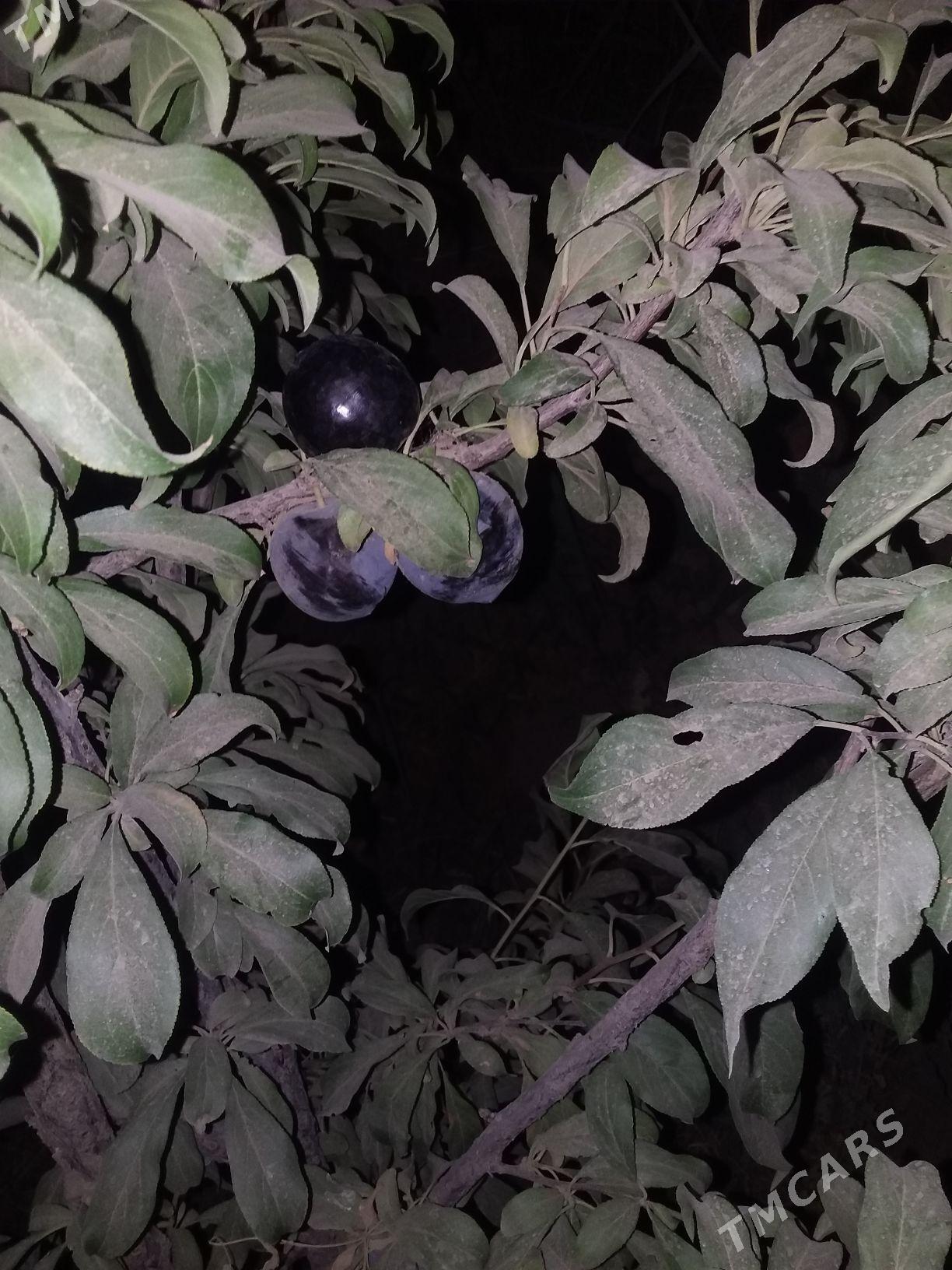 miweli nahallar - Büzmeýin - img 6