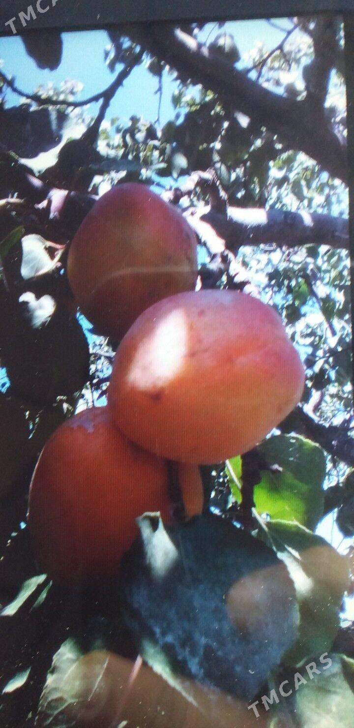 miweli nahallar - Büzmeýin - img 3