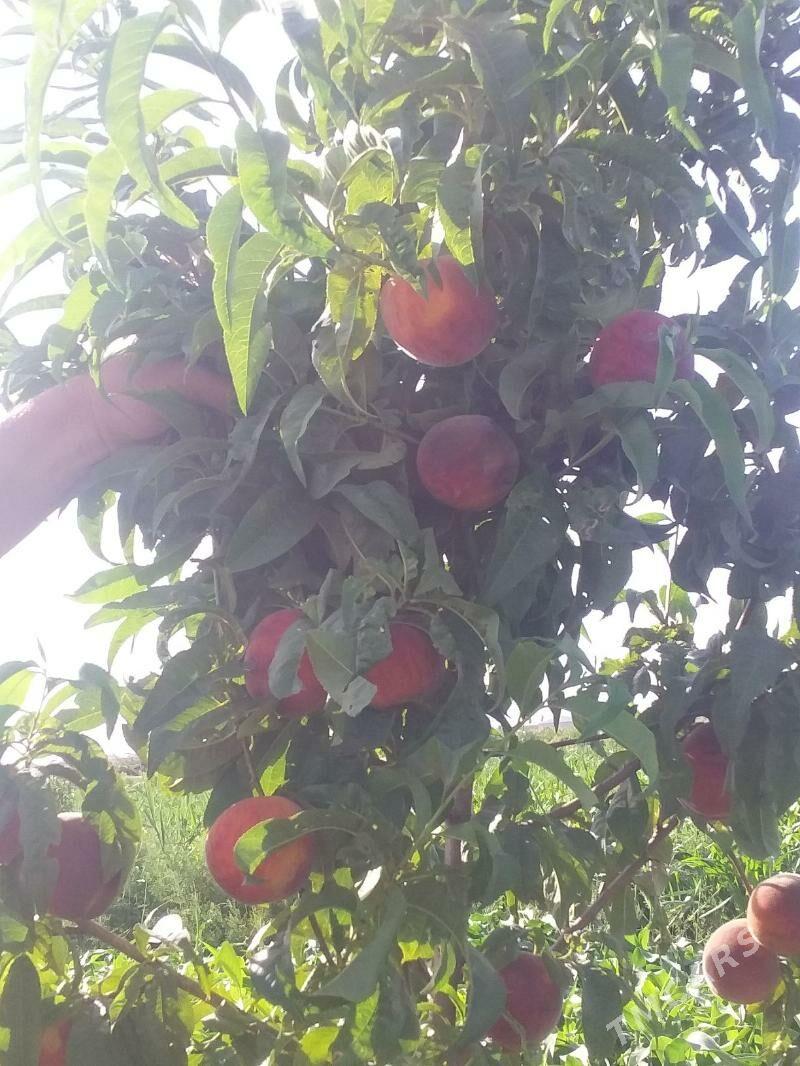 miweli nahallar - Büzmeýin - img 5