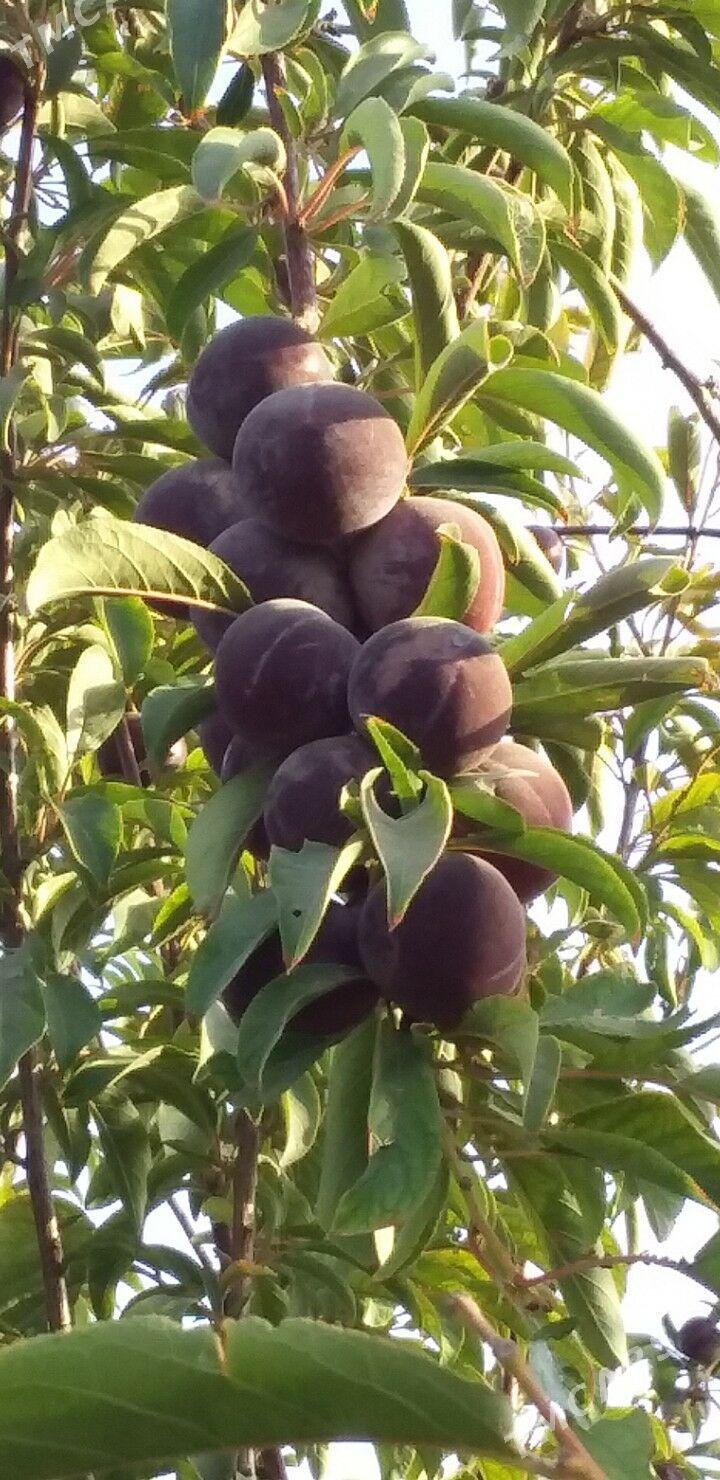 miweli nahallar - Büzmeýin - img 4