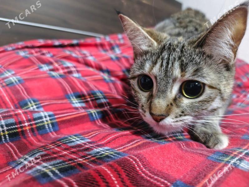 Кошечка в добрые руки - Ашхабад - img 4