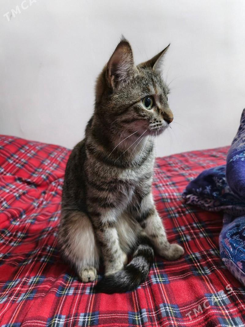 Кошечка в добрые руки - Ашхабад - img 2