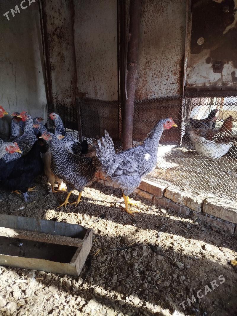 gigant horazlar - Сакарчага - img 2