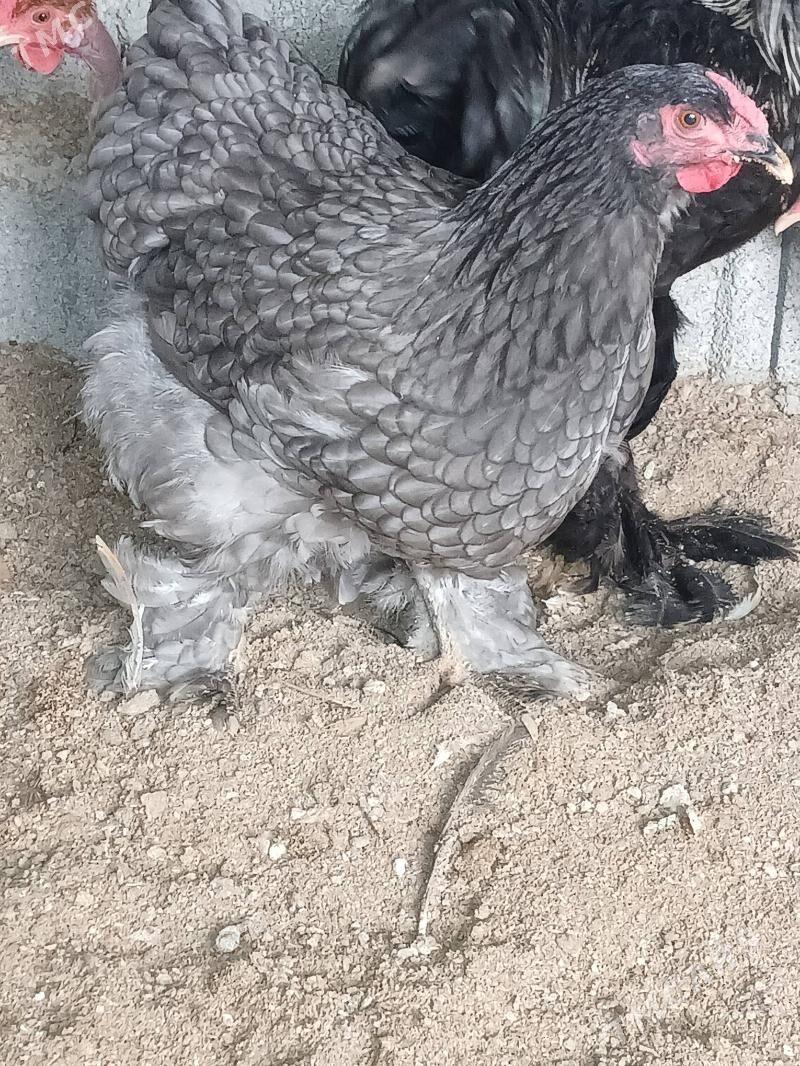 Brama Biluw - Бузмеин - img 4