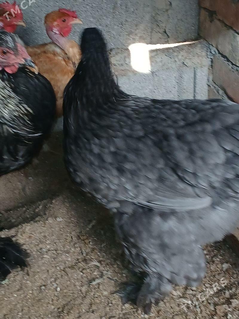 Brama Biluw - Бузмеин - img 3