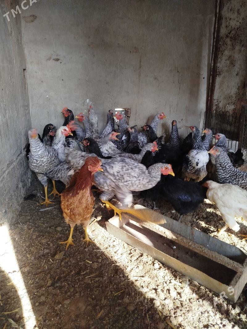 gigant horazlar - Сакарчага - img 3