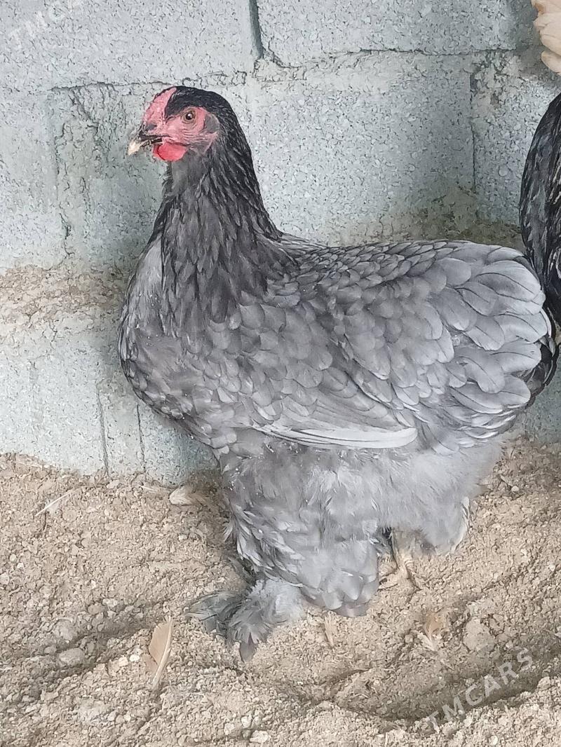 Brama Biluw - Бузмеин - img 2