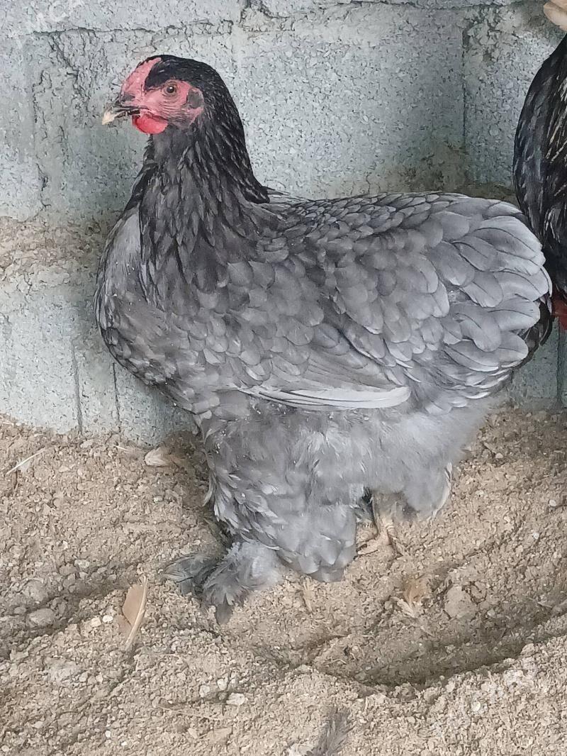 Brama Biluw - Бузмеин - img 5