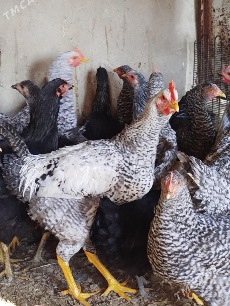 gigant horazlar - Сакарчага - img 1