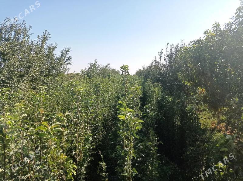 miweli nahallar - Büzmeýin - img 8