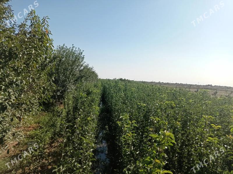 miweli nahallar - Büzmeýin - img 7