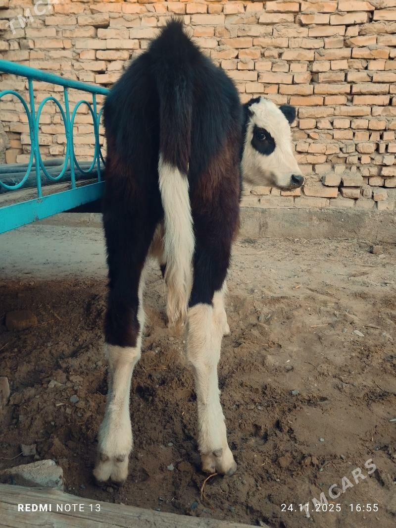 сментал унажин - Туркменабат - img 2