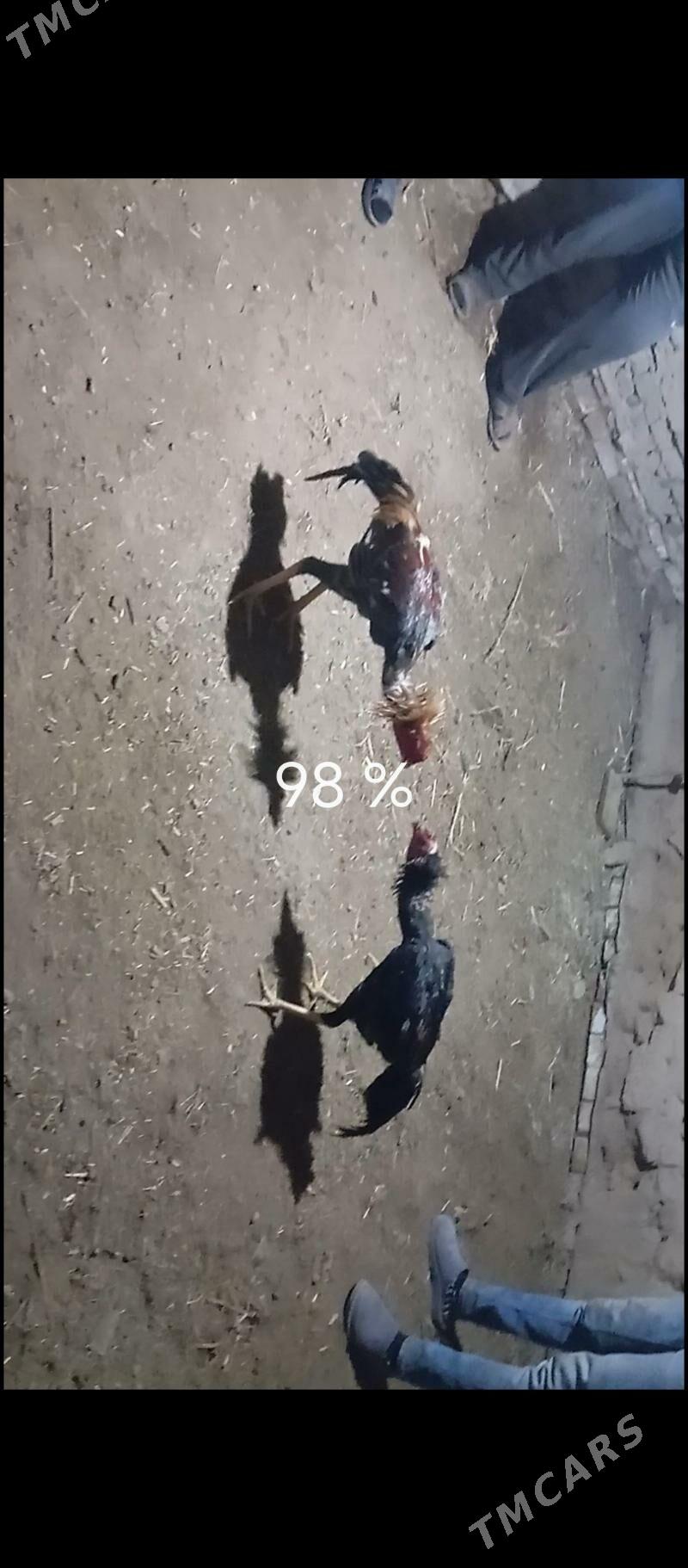 serce - Керки - img 2