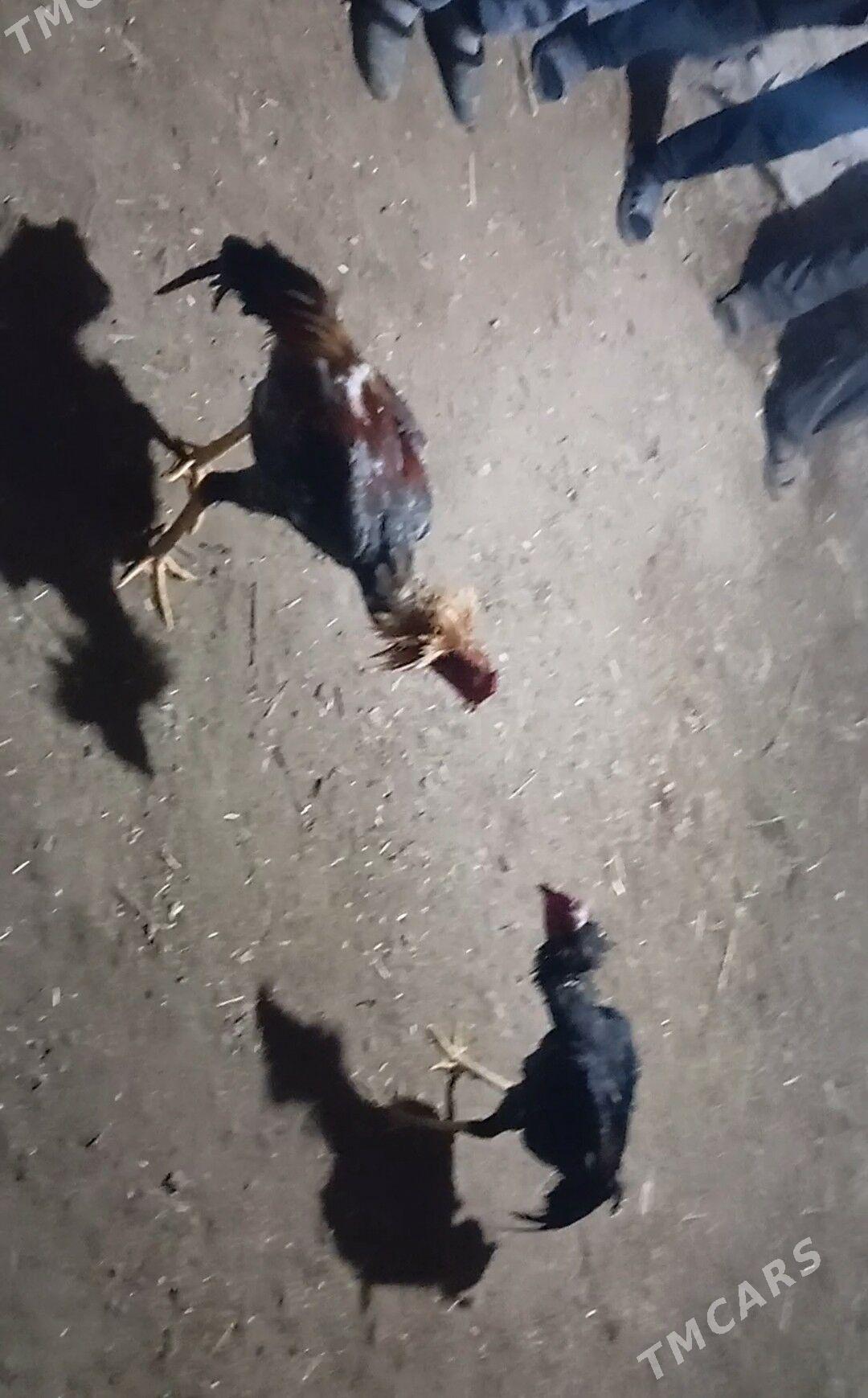 serce - Керки - img 1