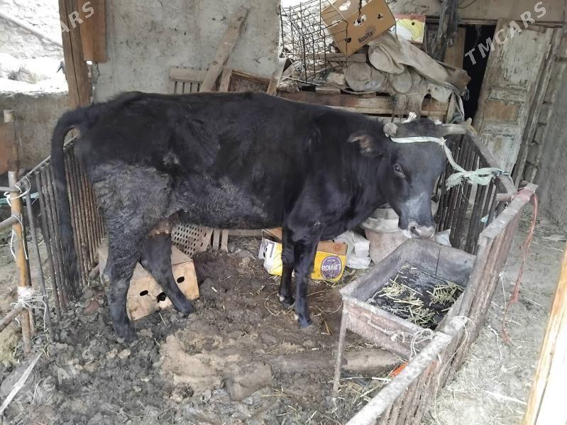 sygyr - Джебел - img 1