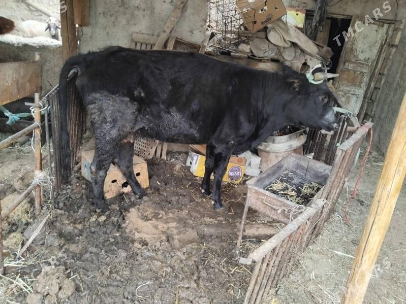 sygyr - Джебел - img 2